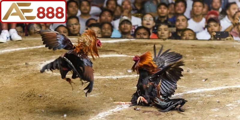 Mẹo chọn gà chiến và soi kèo chuẩn xác cho mọi người