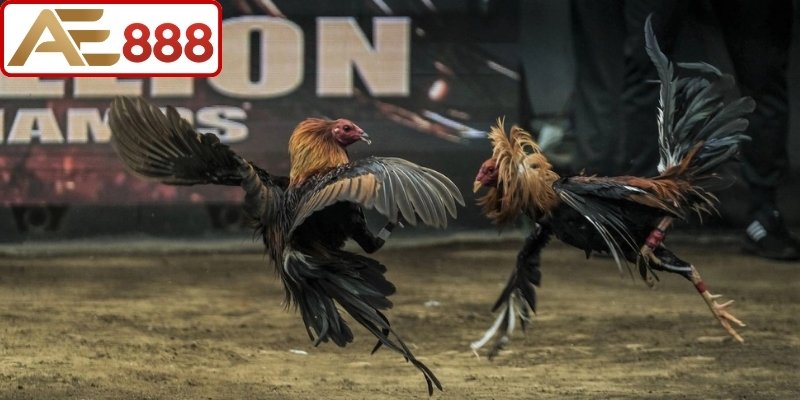Loại hình đấu kê cựa sắt