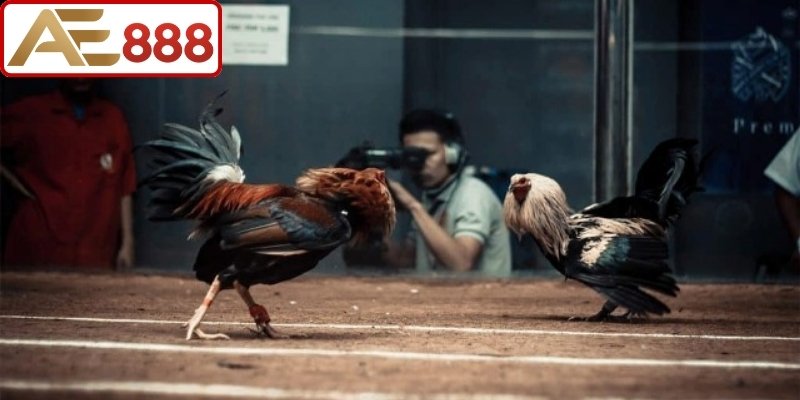 Mẹo đặt cược chiến thắng khi chơi đá gà Khmer