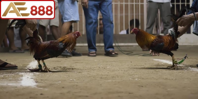 Một số ưu điểm nổi bật của đá gà Khmer trực tuyến