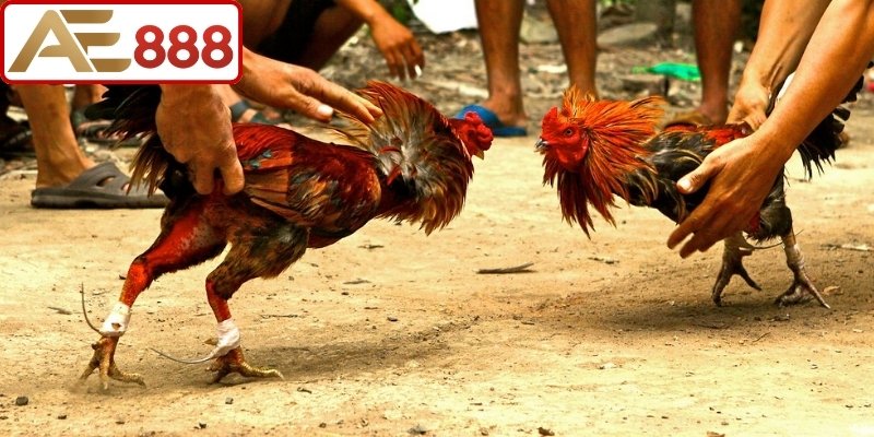 Vì sao đá gà Khmer AE888 thu hút đông đảo sư kê tham gia