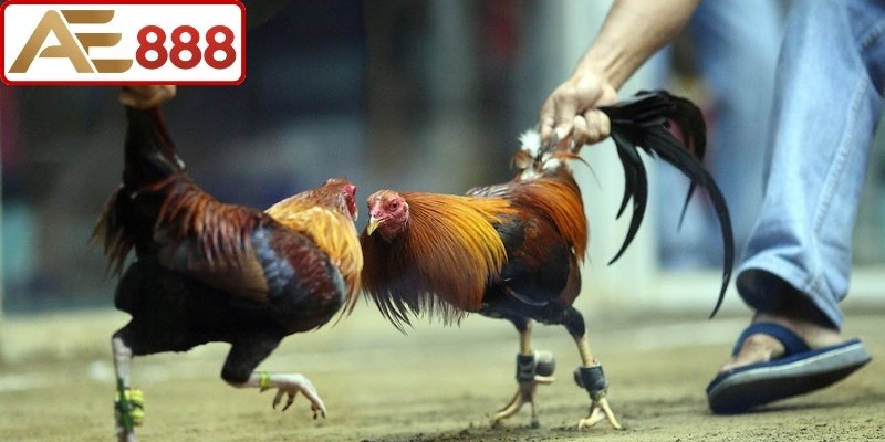 Điểm khiến cược thủ tin tưởng lựa chọn đá gà Philippines