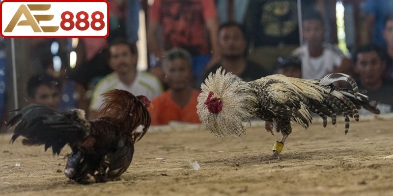 Quy trình chi tiết cách tham gia đá gà Philippines