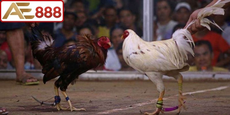 Vì sao đá gà Philippines AE888 luôn thu hút đông đảo kê thủ?