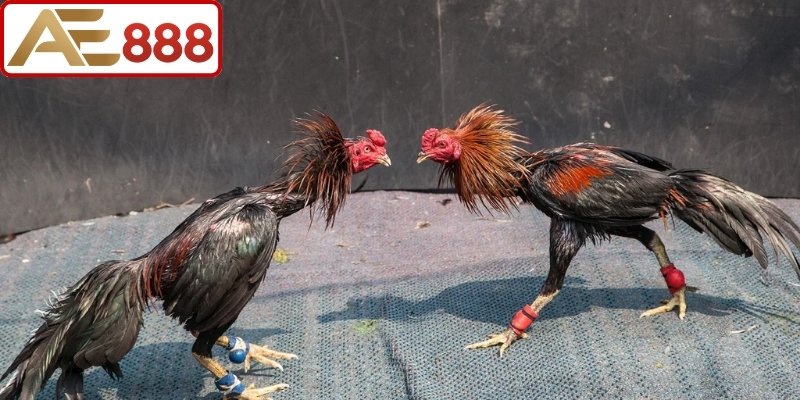 Mẹo đặt cược và quản lý nguồn vốn hợp lý