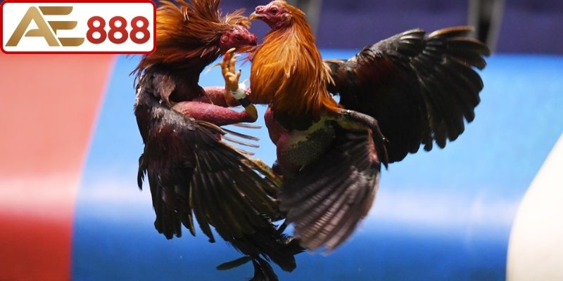 Những chiến lược chọn gà chọi Philippin cho tân thủ