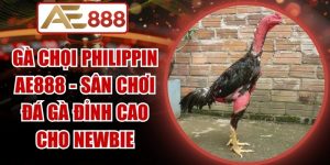 Gà Chọi Philippin AE888