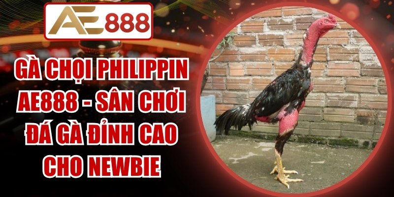 Gà Chọi Philippin AE888