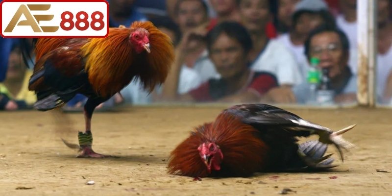 Bí quyết đặt cược vào gà đá cựa dao hiệu quả