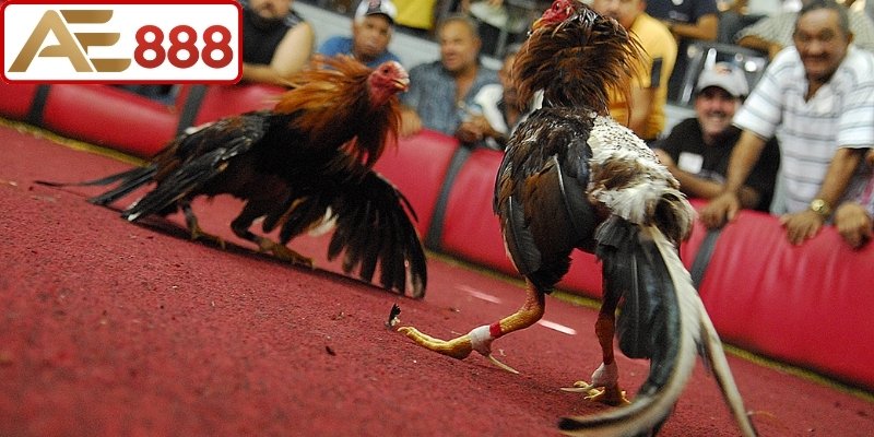 Những thành phần quan trọng khi xem gà đá cựa dao